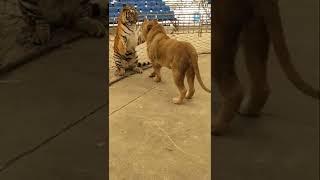 lion and tiger confrontation