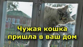 Чужая кошка пришла в ваш дом. Приметы и суеверия.