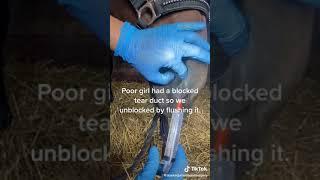 ApexEquineDentalSurgery - Unblocking a blocked tear duct #horses #horse #vet #equinevet #equestrian