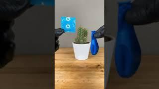 Cactus  vs Balloon   #shorts