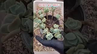 빙그르르 러블리로즈 합식 多肉植物 たにくしょくぶつ Korean Succulent