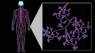 NCCIH Researchers Describe Specialized Neurons That Play a Unique Role in Mechanical Pain