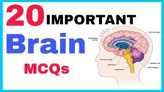 Human Brain MCQs | Biology MCQs | General Science MCQs| GK Questions Answers in English| Science GK