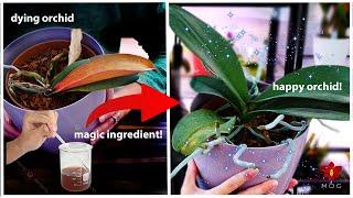 This magic secret makes Orchid grow leaves in just days!