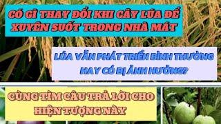 Sự thay đổi của cây lúa trong môi trường khó khăn