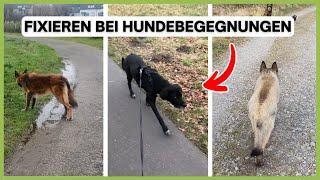 Warum pirscht sich ein Hund an? Ursachen, Bedeutung & Reaktion