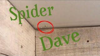 Spider Dave | Original Video by @Tubbo