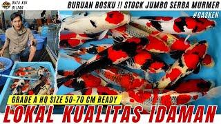 KOI LOKAL KUALITAS IDAMAN !! BURUAN STOCK GRADE A HQ SIZE 50-70 CM MURMER BOSKU !!