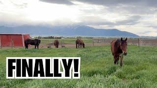 The horses first day out on pasture!  ️ They LOVED it! ️