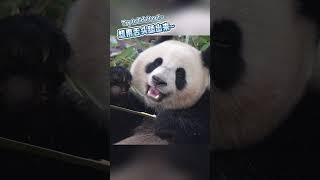 Many friends are curious about how giant pandas solve the problem of getting stuck eating bamboo~