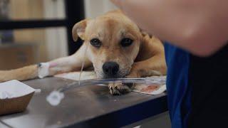 Veterinary Community Outreach Program at UF