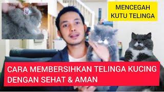 CARA MEMBERSIHKAN TELINGA KUCING DENGAN BAIK DAN AMAN BEBAS KUTU TELINGA