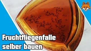 Fruchtfliegen loswerden - einfache Fruchtfliegenfalle selber bauen 