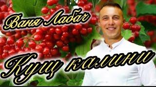 КУЩ КАЛИНИ - ВАНЯ ЛАБАЧ