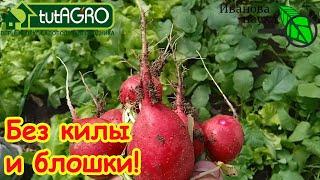 НЕ ЗАБУДЬТЕ ПРОЛИТЬ ЗЕМЛЮ ЭТИМ РАСТВОРОМ ПЕРЕД ПОСЕВОМ РЕДИСА, КАПУСТЫ И ГОРЧИЦЫ!