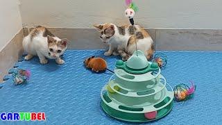 Kittens Get Acquainted Toys Mice And The Funniest Situations - Lovely Animals Funny