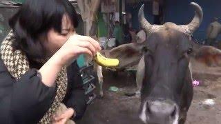 Feeding a cow bananas in Dehli