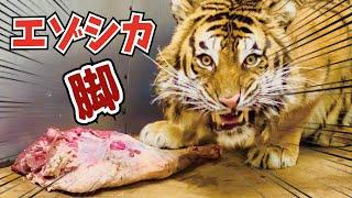 【猛獣の目】エゾシカ大腿骨付き肉塊を大興奮のトラへ！2024