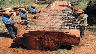 Amazing Fastest Chainsaw Skills Giant Tree Cutting