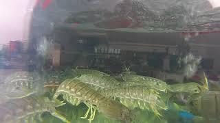  Squilla Mantis Shrimp Qing Jing Fish Market Hangzhou