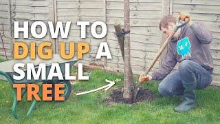 How to Dig up a Small Tree