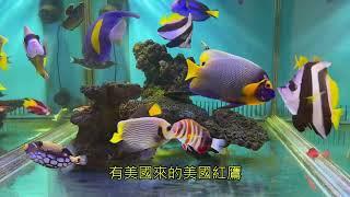 養海水缸 熱帶魚達人 蘇博政專訪