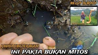 HARUS TAU INI  !!! ciri ciri spot sawah banyak belut nya ( albino)