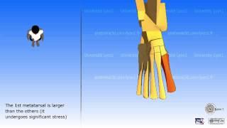 The simplified foot