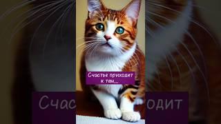 Ждать - не значит ничего не делать #кот #успех #счастье