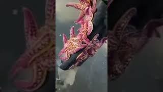 Star fish living on a shoe..if you like video then plz subscribe my channel ..