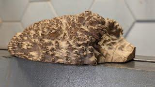 Turning a Hedgehog Burl: From Rough mallee to Perfect Pie