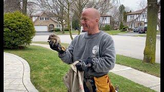 Gates Humane Removal of Baby Raccoons