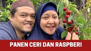 Panen Ceri dan Frambozen di Kebun Belakang Rumah