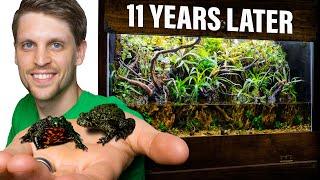 Fire-Bellied Toads 11 Years Later - An Emotional Journey