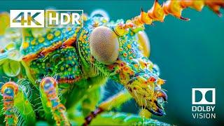 REAL REPTILES 4K HDR 60FPS Dolby Vision - 4K Video ULTRA HD