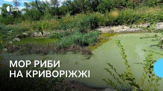 Зелена вода, сморід та мертва риба. На Криворіжжі місцеві скаржаться на мор у водному каналі