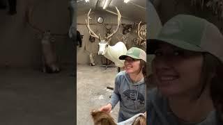 Mounting an Elk  #taxidermy #wildlife #elk #animals #art #artist #taxidermyart #taxidermist