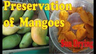 Fruit Preservation   Mango  SolarDrying