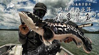 【FishingShare】怎样用路亚饵钓多曼鱼?(新手钓鱼教学影片）| HOW TO CATCH TOMAN (GIANT SNAKEHEAD) ？