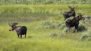 Three Bull Moose at Sheep Lakes in the Rocky Mountain National Park