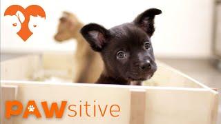 1 Minute of Cute Puppies Having A Playdate | PAWsitive 