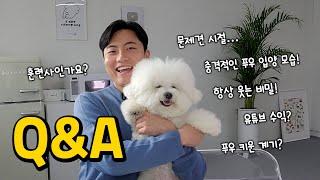 푸우형 첫 Q&A 최초공개 입양 계기 | 문제견시절? | 교육방법 | 푸우형 충격과거 | 유튜브수익