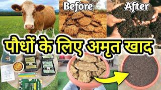 How to make Cowdung compost Fertilizer, Gardening ideas to make fertilizer for plants