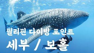 스쿠버 다이빙 포인트 - 필리핀의 세부, 보홀 편