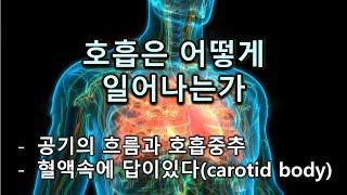 호흡은 어떻게 일어나는가 - 공기의 흐름과 호흡중추 - 혈액속에 답이있다(carotid body)