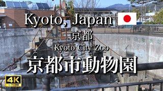 Visiting The Second Oldest Zoo in Japan  Kyoto City Zoo, a zoo with 120 years history