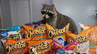 Cheeto The Raccoon Tries Cheetos for the First Time!  Taste Test!