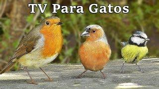 TV Para Gatos : Pájaros en Todas Partes