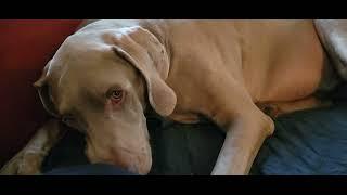 goodbye my sweet boy - Holder The Weimaraner 2/27/23