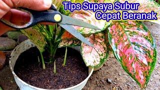 Tips Merawat Aglaonema Agar Subur Cepat Beranak